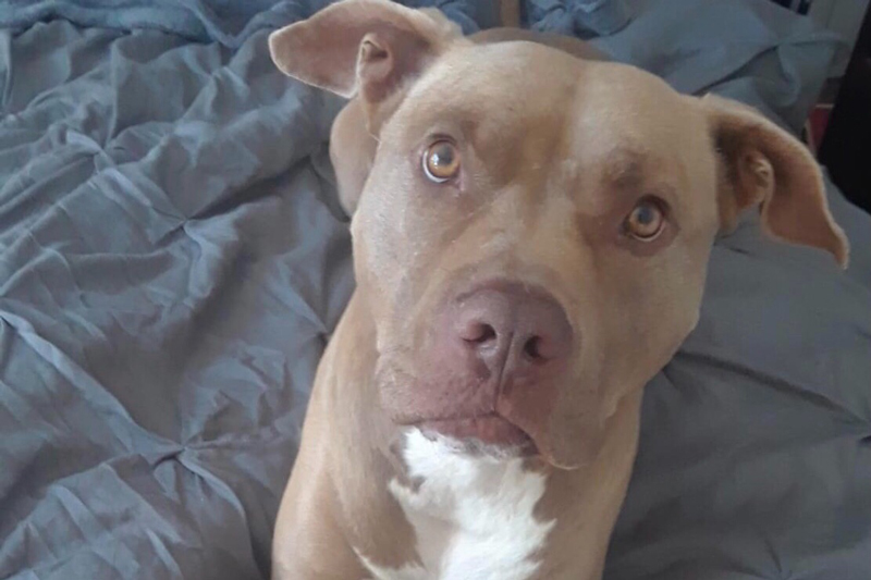 ต่อยหมีช่วยหมา