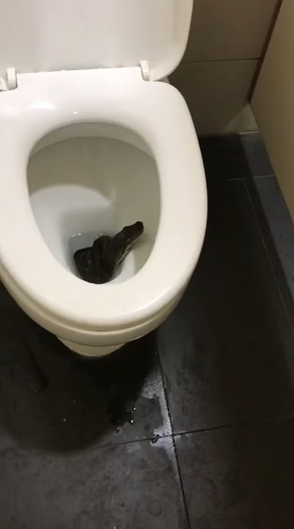 งูในชักโครก