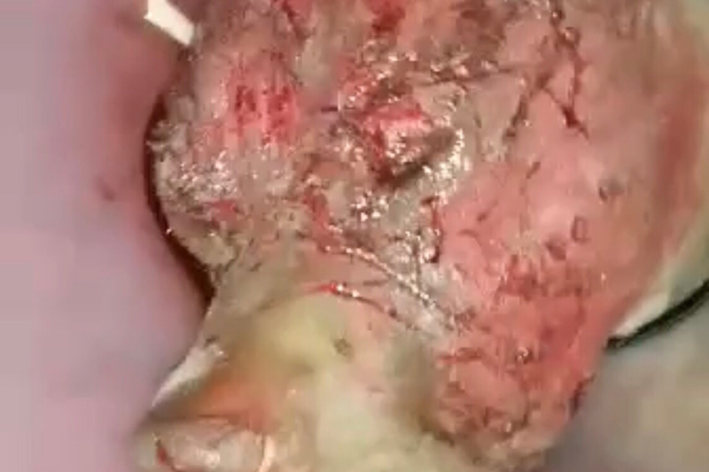 ต่อยหมีช่วยหมา