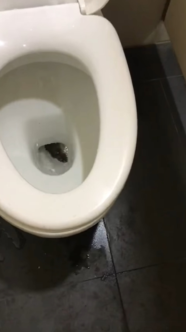 งูในชักโครก