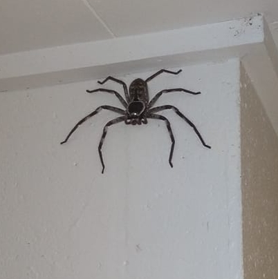 แมงมุมยักษ์