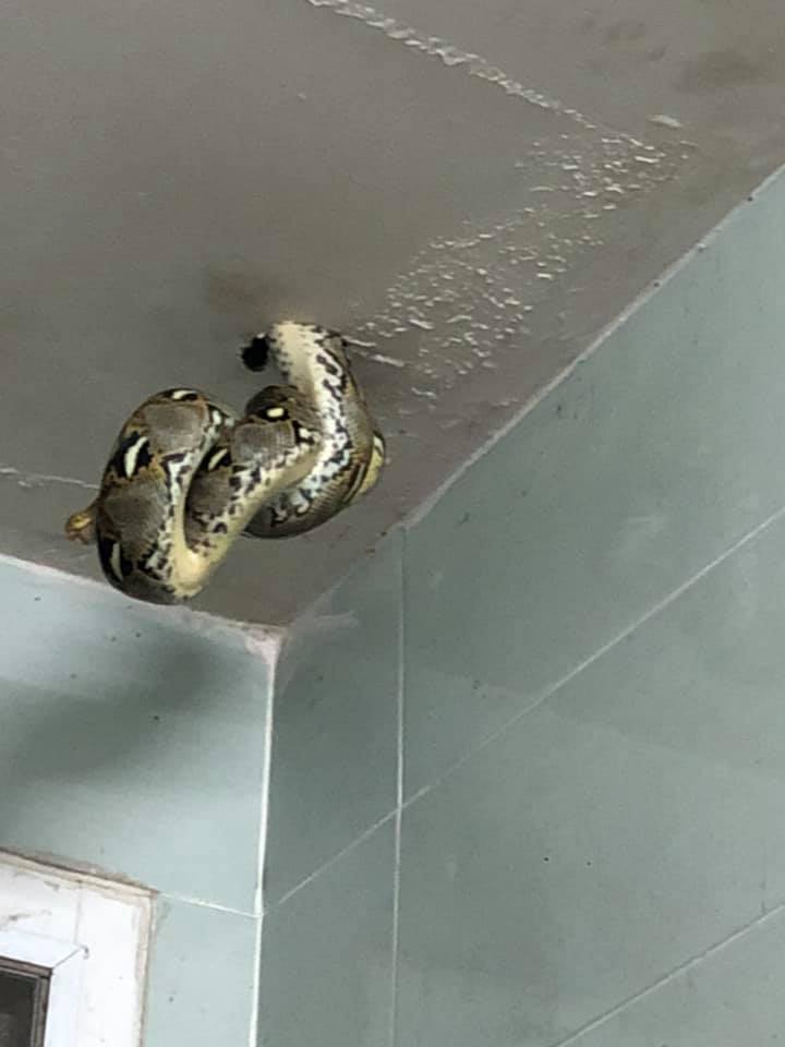 งูเหลือม