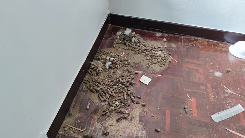 บ้านเช่าห้องขี้หมา