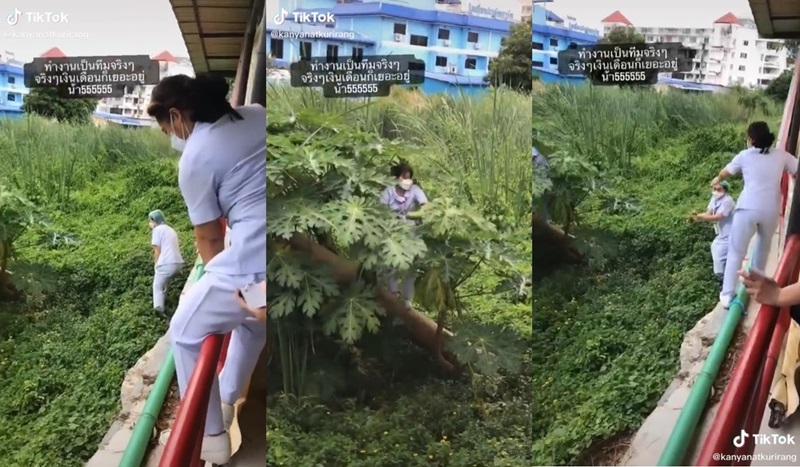 คลิปพยาบาลเก็บมะละกอทำส้มตำ