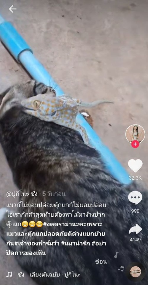 แมวกัดตุ๊กแก