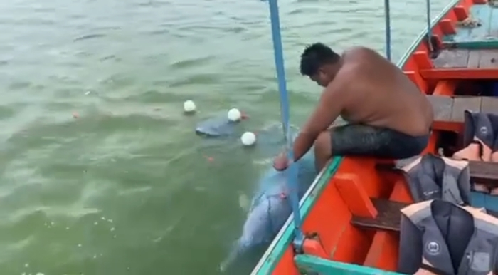 ช่วยโลมาติดอวน