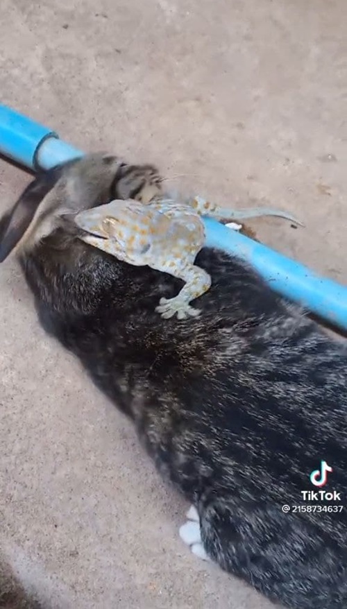 แมวกัดตุ๊กแก