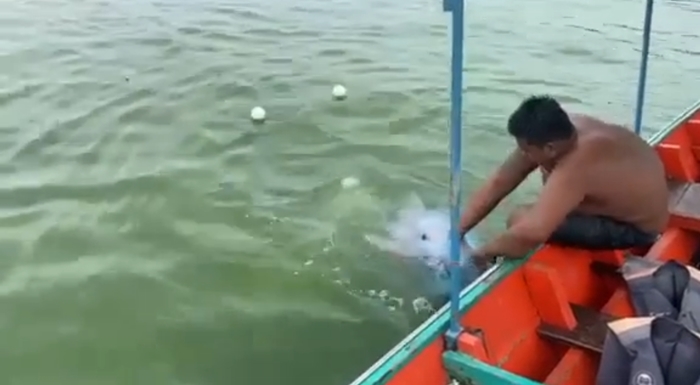 ช่วยโลมาติดอวน