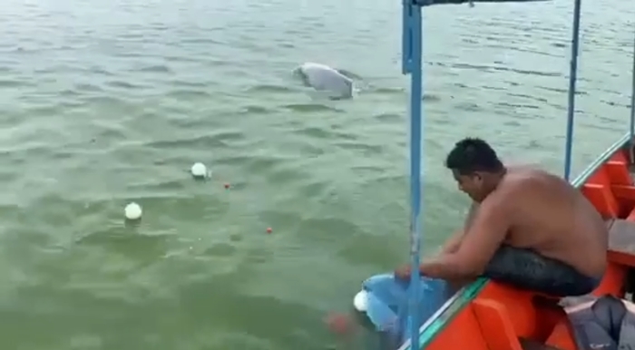 ช่วยโลมาติดอวน