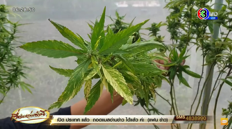 กัญชาใบด่าง