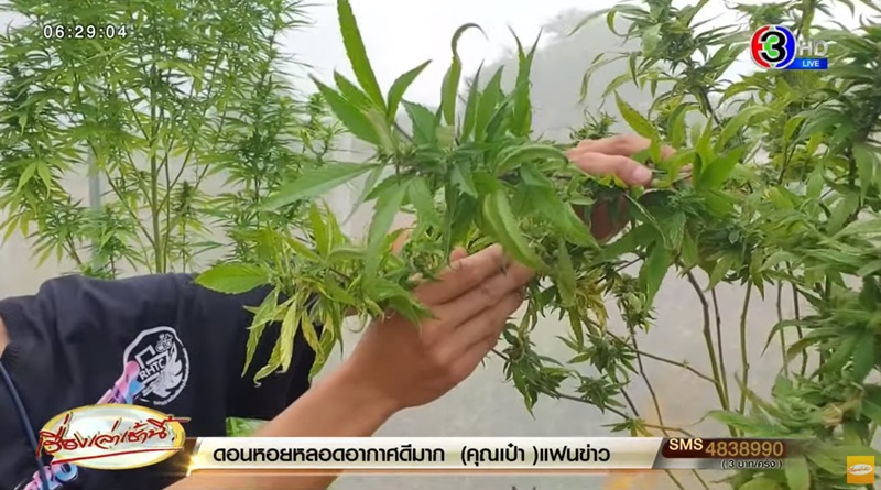 กัญชาใบด่าง