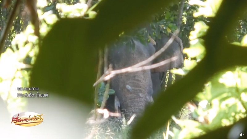 ช้างทำร้ายนักข่าวเสียชีวิต