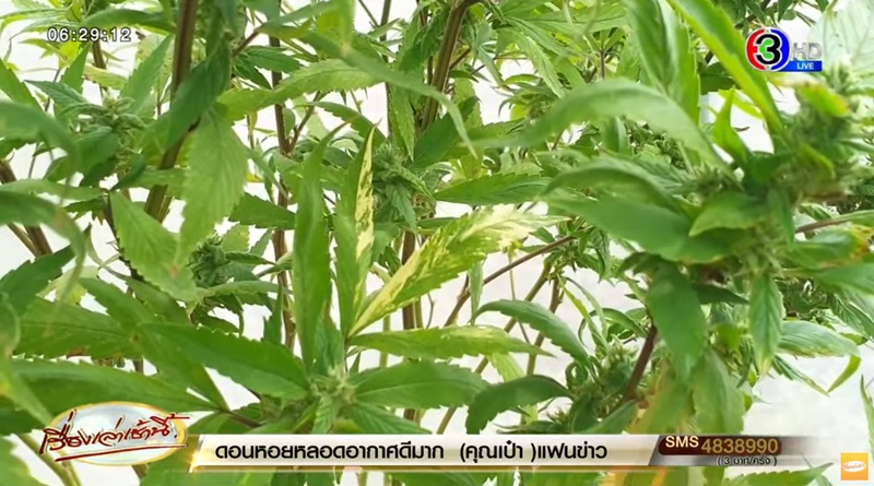 กัญชาใบด่าง