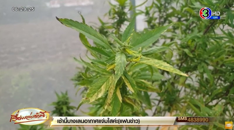 กัญชาใบด่าง