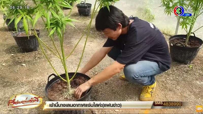 กัญชาใบด่าง