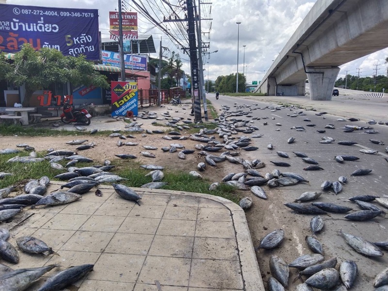 รถขนทูน่าคว่ำ