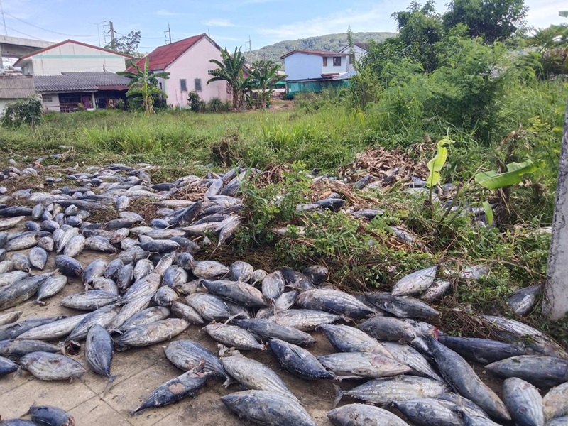 รถขนทูน่าคว่ำ