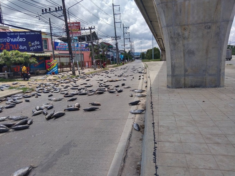 รถขนทูน่าคว่ำ