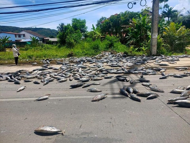 รถขนทูน่าคว่ำ