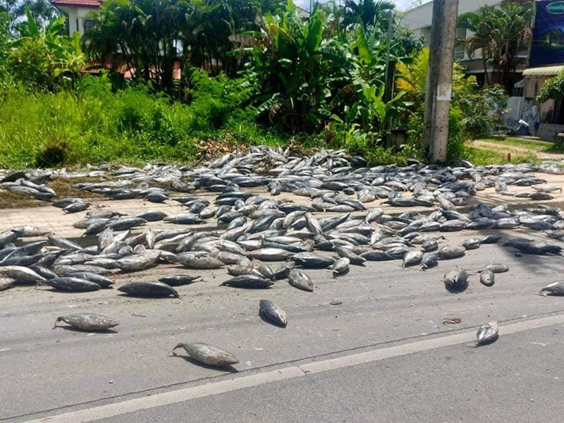 รถขนทูน่าคว่ำ