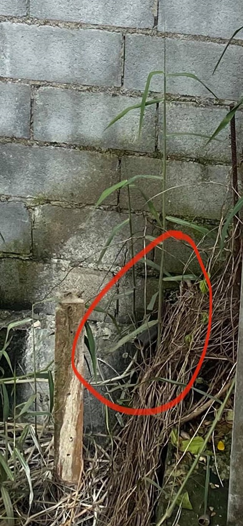 หมู่บ้านจัดสรรปล่อยน้ำเสีย