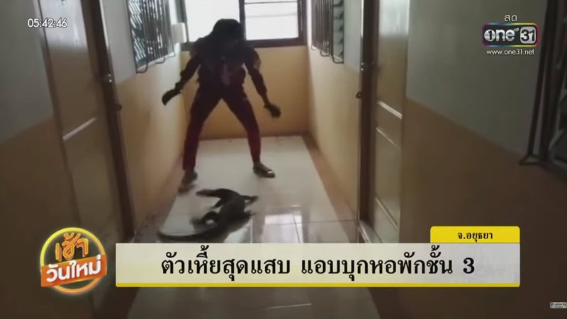 ตัวเงินตัวทองขึ้นหอพัก