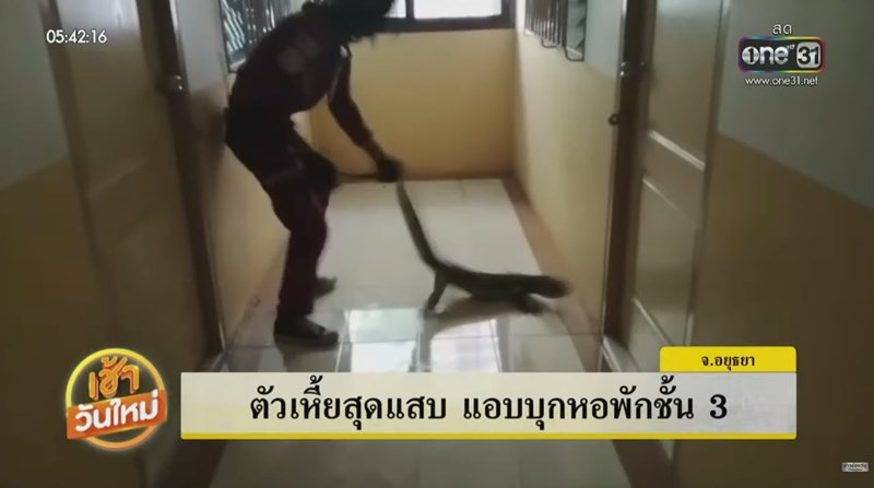 ตัวเงินตัวทองขึ้นหอพัก