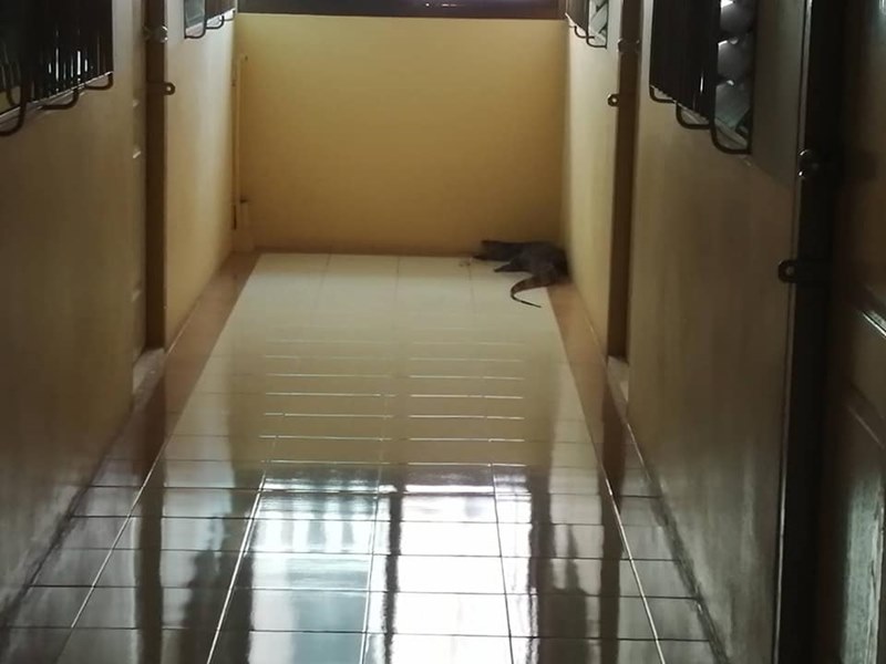 ตัวเงินตัวทองขึ้นหอพัก