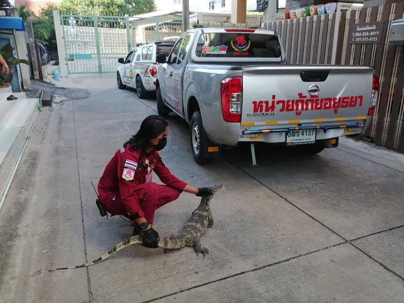 ตัวเงินตัวทองขึ้นหอพัก