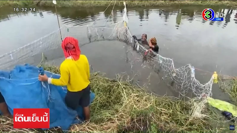 ปลาช่อนยักษ์