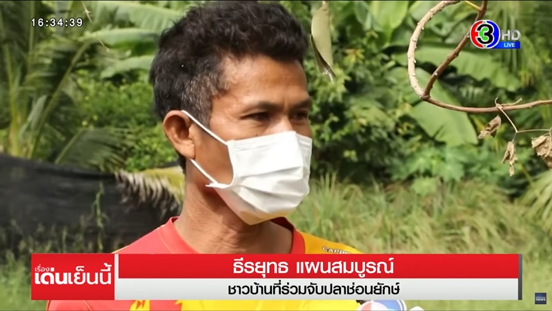 ปลาช่อนยักษ์