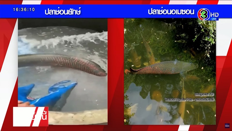 ปลาช่อนยักษ์