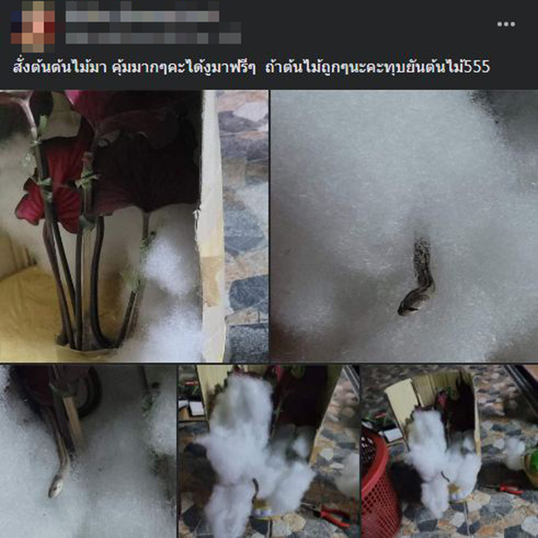 สั่งบอนสีแถมงู