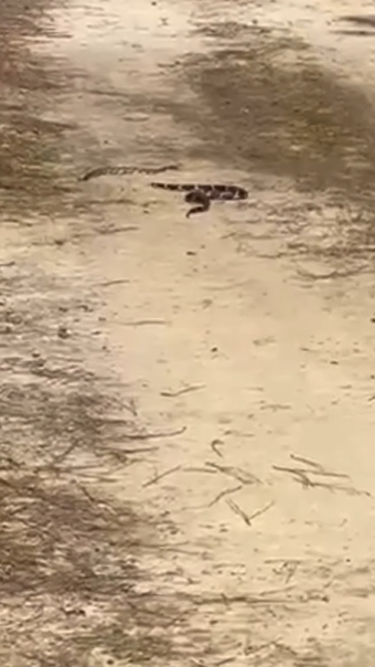 งูกินกัน