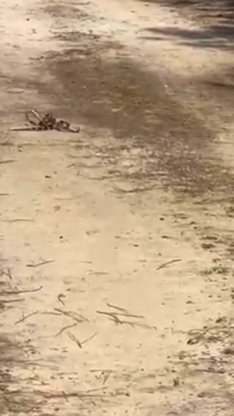 งูกินกัน