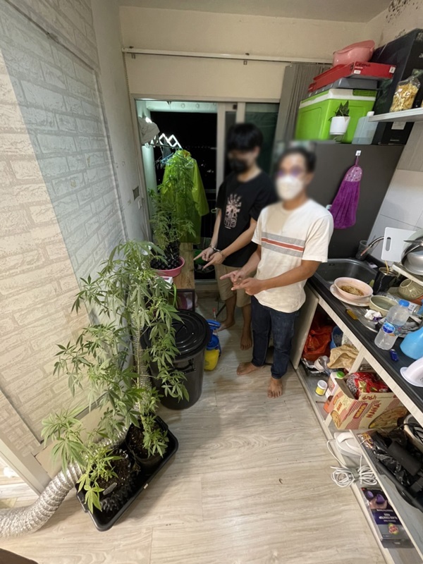 ปลูกกัญชาในคอนโด