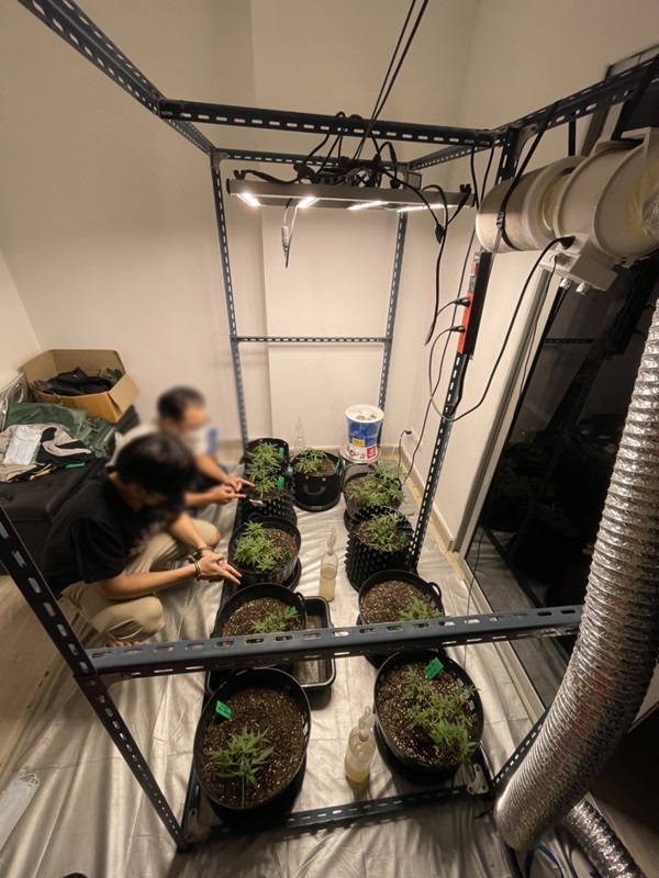 ปลูกกัญชาในคอนโด