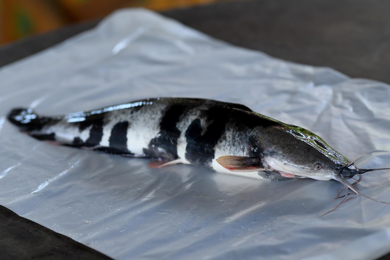 ปลาดุกด่าง