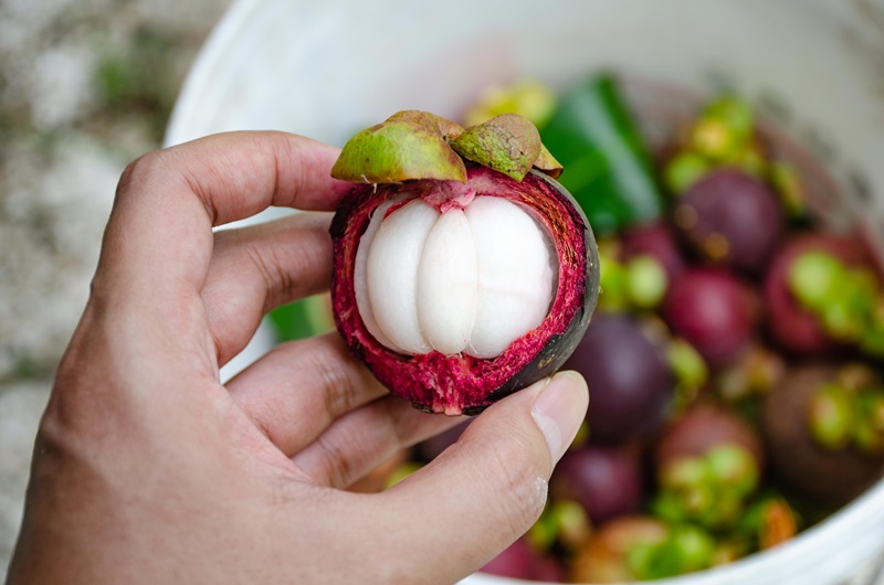 ห้ามนำมังคุดเข้าโรงแรม