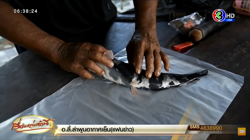 ปลาดุกด่าง