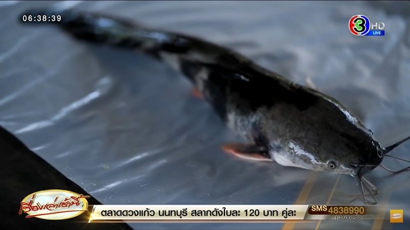 ปลาดุกด่าง