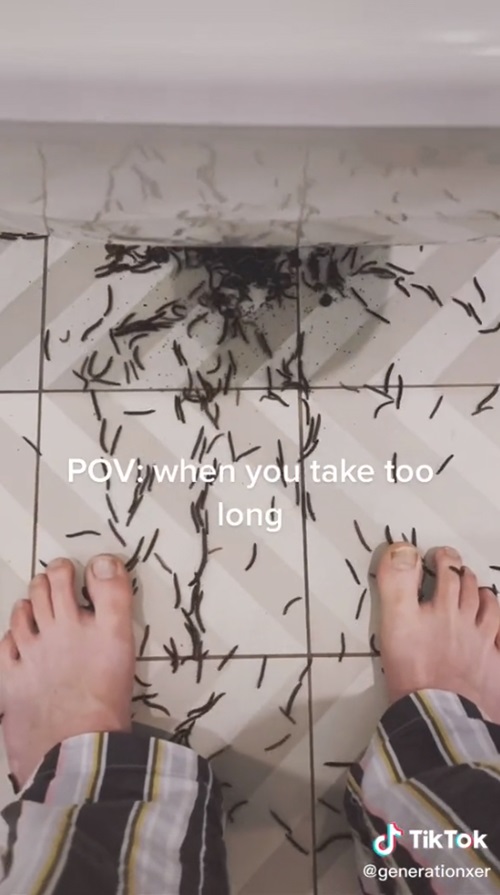 กิ้งกือ