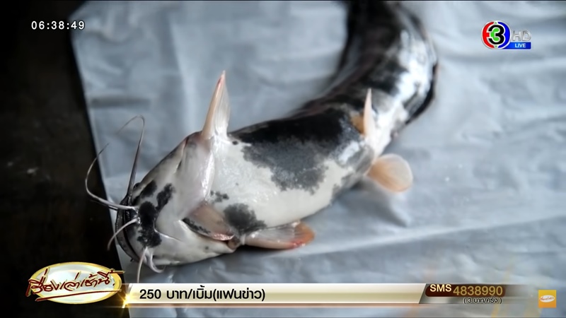 ปลาดุกด่าง