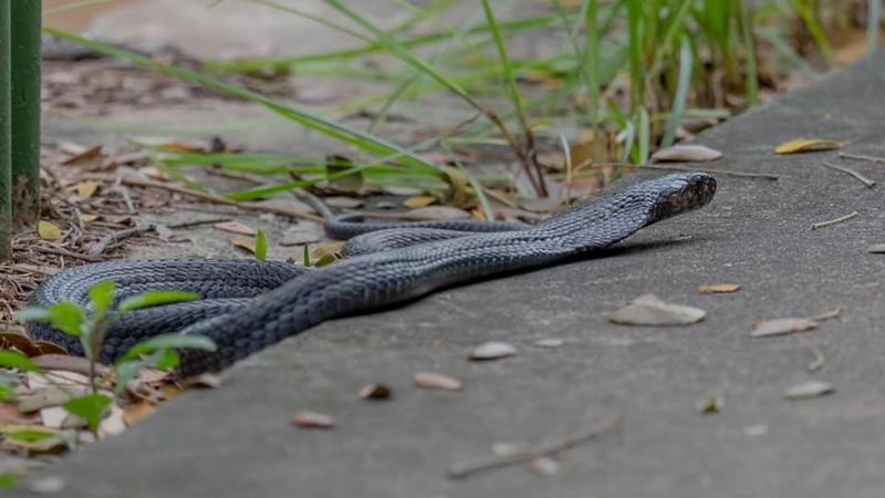 งูเห่าดำ