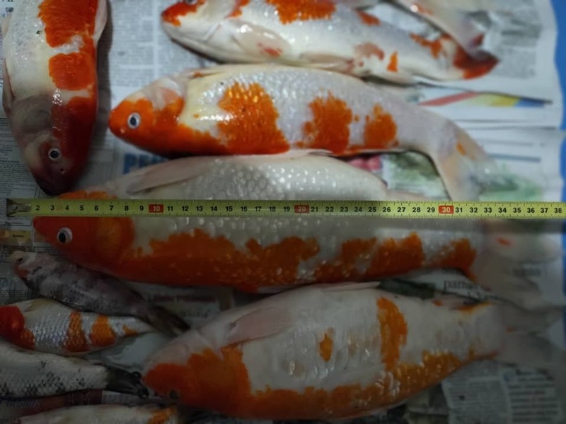 ต้มแซ่บปลาคาร์ฟ