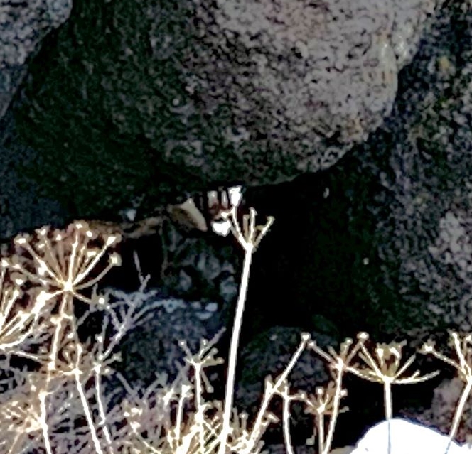 ภาพสัตว์พรางตัว