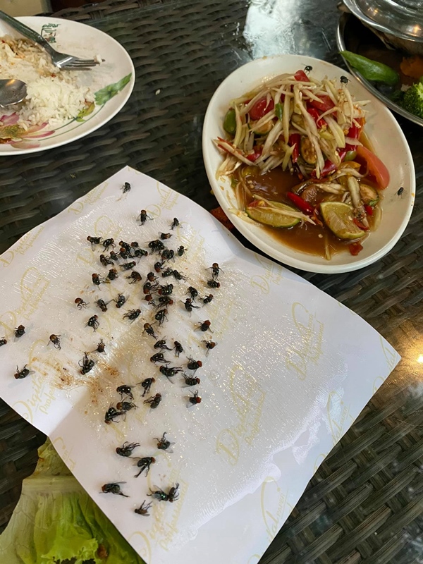 โวยร้านอาหารแมลงวันเยอะ
