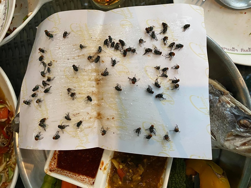 โวยร้านอาหารแมลงวันเยอะ