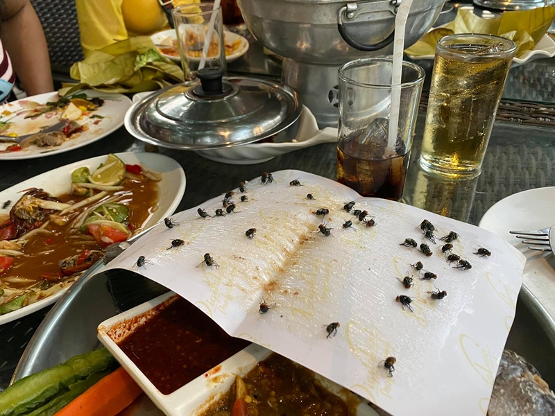 โวยร้านอาหารแมลงวันเยอะ