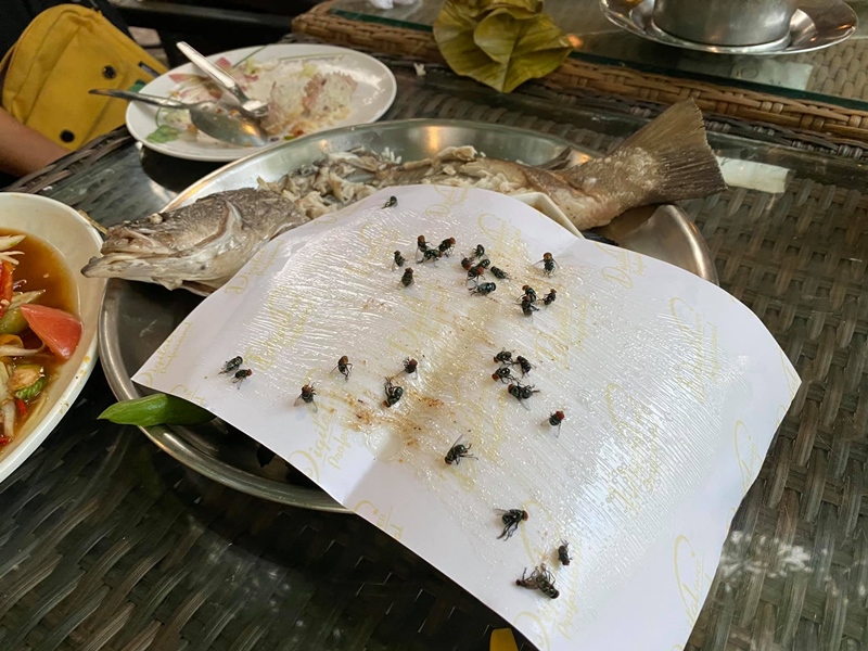 โวยร้านอาหารแมลงวันเยอะ